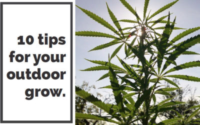 10 tips for your outdoor grow