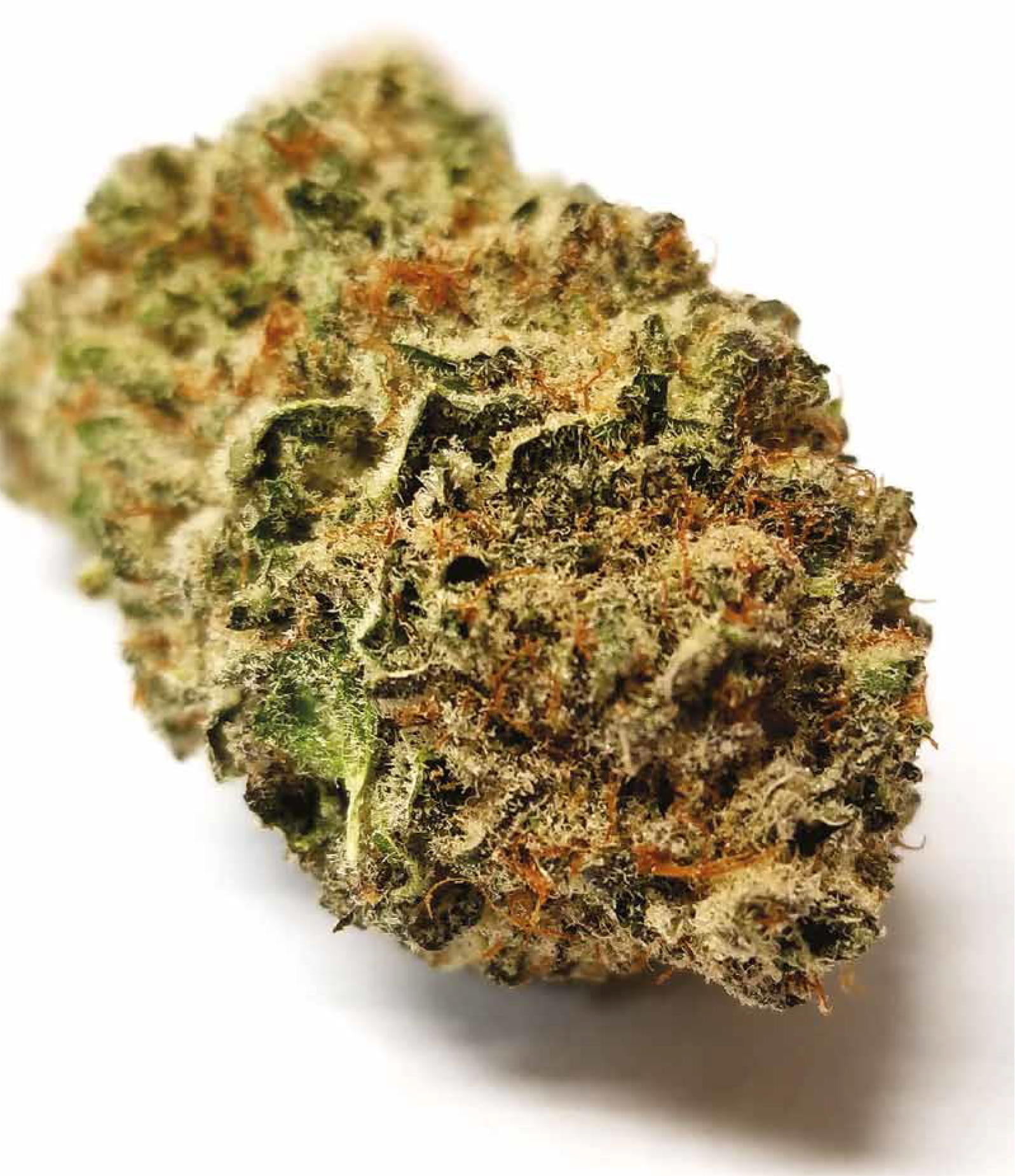 blackberry kush strain info