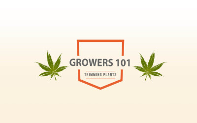 Growers 101 – December 2015