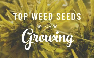Top Weed Seeds For Growing