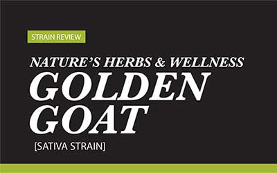 Strain Review – Golden Goat