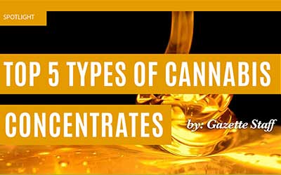 Top 5 Types Of Cannabis Concentrates