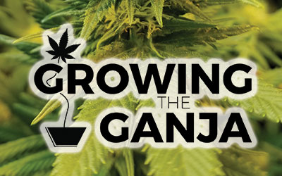 Growing The Ganja – Time To Veg Out